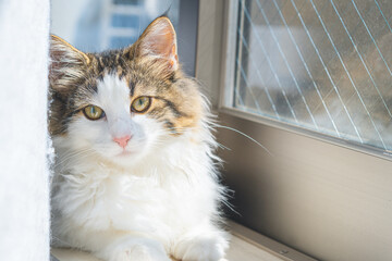 Cat relaxing