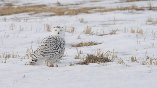 Snowy owl in rural Alberta