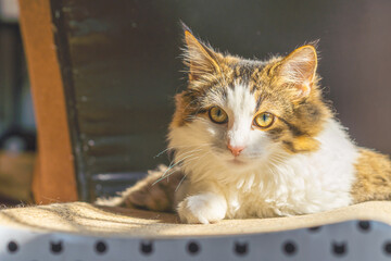 Cat staring