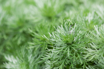 Artemisia Leaves Closeup