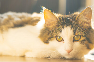 Cat relaxing