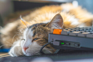 Cat sleeping