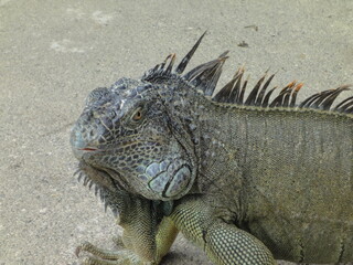 iguana left side