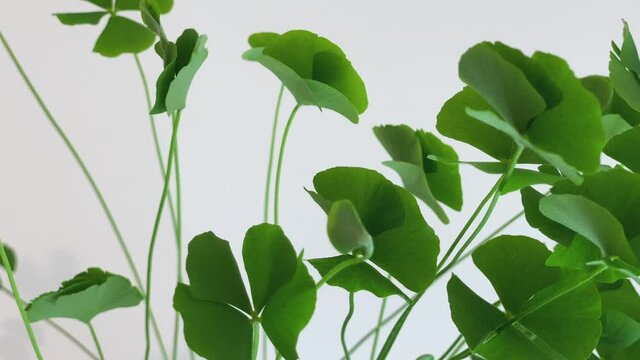 Four-leaf clover with leaves opening at sunrise. Leaves awakening.Timelapse, close up, macro, white copy space.