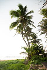 Obraz na płótnie Canvas Tropikalne palmy kokosowe na tle zachodzącego słońca, plaży i oceanu.