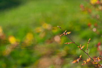 Japanese Maple Leaf Buds