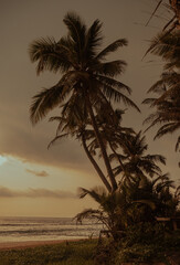 Tropikalne palmy kokosowe na tle zachodzącego słońca, plaży i oceanu.