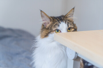 A Cat Who Cares About Something