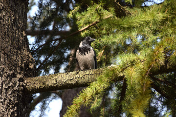 A crow is standing on a branch