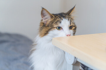 A Cat Who Cares About Something