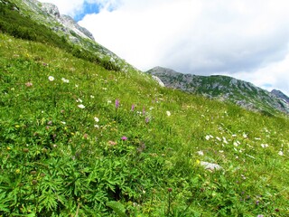 Colorful alpine meadow with white daisy and pink pink fragrant orchid or marsh fragrant orchid (Gymnadenia conopsea) flowers in Julian alps, Slovenia