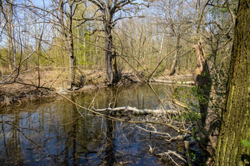 View from the wild jungle Leipzig Riverside Forest