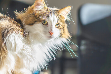 Cat staring