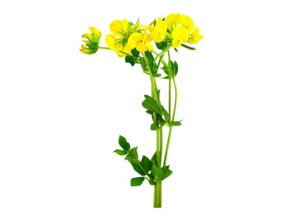 Lotus Corniculatus Soil Control, Medicinal and Ornamental Flower Plant. Known as Bird's-Foot Trefoil, Eggs and Bacon, Birdsfoot Deervetch, and Bird's-Foot Trefoil. Isolated on White Background.
