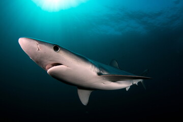 Blue Shark on Cape Point South Africa