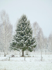Piękny, duży świerk w Puszczy Białowieskiej w zimie