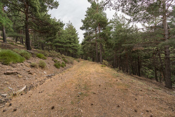 pedestrian dirt road in Sierra Nevada