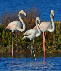 family of flamingos - 408829730