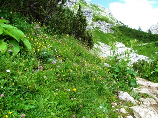 Colorful alpine meadow with yellow and pink flowers and an alpine landscape with a scree behind in...