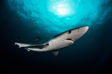 Blue Shark on Cape Point South Africa