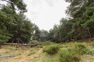 pine forest in Sierra Nevada in southern Spain