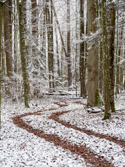Trakt leśny zimą w Puszczy Białowieskiej - obrazy, fototapety, plakaty