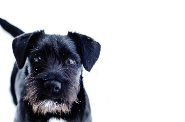 black dog of Riesenschnauzer breed looks forward on white background. Snowflakes on dogs face