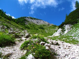 Alpine valley covered in grass and mugo pine and yellow and pink flowers in Julian alps, Slovenia