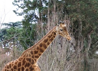 girafe