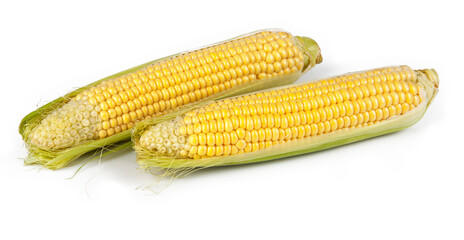 Corn on the cob isolated on a white background. View from another angle in the portfolio.