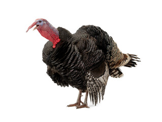 Fototapeta premium angry turkey isolated on white background