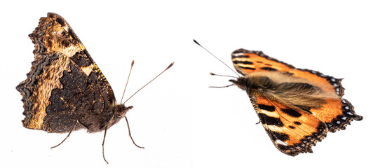 Naklejka premium The small tortoiseshell (Aglais urticae)