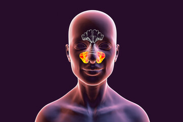 Anatomy of paranasal sinuses
