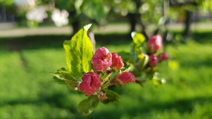 Summer photos in park in Moscow on 2020