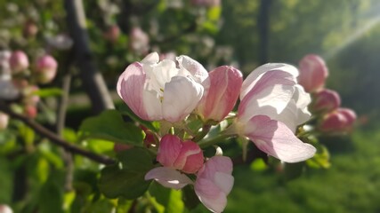 Summer photos in park in Moscow on 2020
