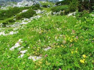 Colorful alpine meadow full of white, yellow and pink flowers and meadow in Julian alps and Triglav national park, Slovenia