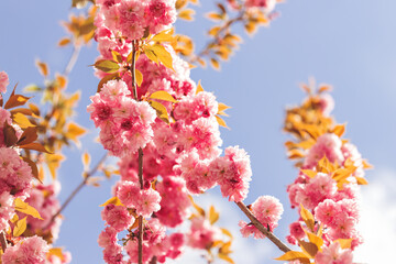 Amazing pink cherry blossoms on the Sakura tree in a blue sky.