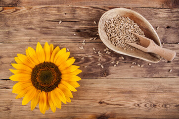Sunflower flower on a wooden background. View from another angle in the portfolio.