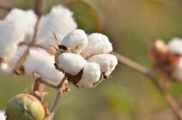 Cotton flower in the cotton flower field.As raw material Apparel, fashion clothes