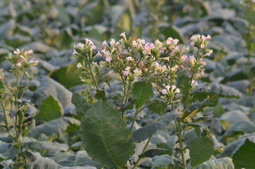 tobacco flower in big Tobacco field.View of young green tobacco plant in field