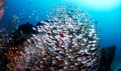 Naklejka na ściany i meble School of golden sweeper fish at Gili Island, Lombok, Indonesia.