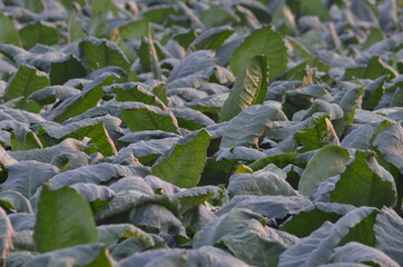 Tobacco green leaf texture for background,View of young green tobacco plant in field