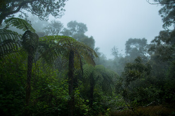 Forêt de Bélouve