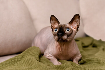 bald cat canadian sphinx lying on the couch on a green blanket