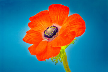 Red  anenome flower against blue background