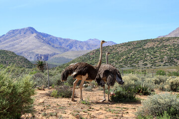 Ostrich on a farm in the Karoo, mountains in the background. 