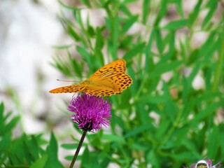 Orange silver-washed fritillary (Argynnis paphia) male butterfly