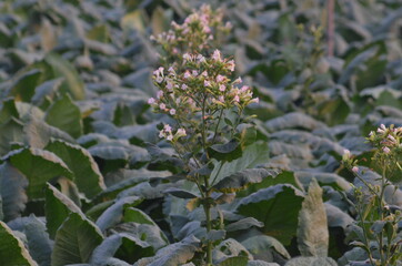 tobacco flower in big Tobacco field.View of young green tobacco plant in field