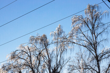 sunlit iced tips of frozen birch trees in city park on cold winter day