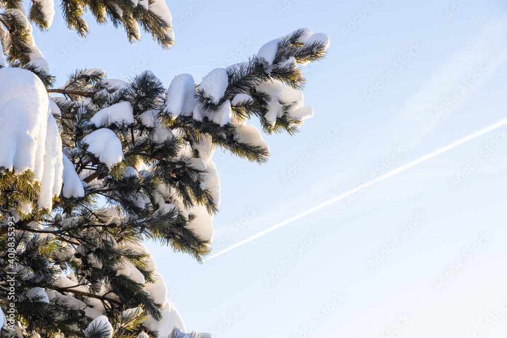 Wall mural bottom view of snowbound branch of pine tree and blue sky with vapour trail of airplane on backgroun